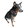 Dog Collar Malaga
