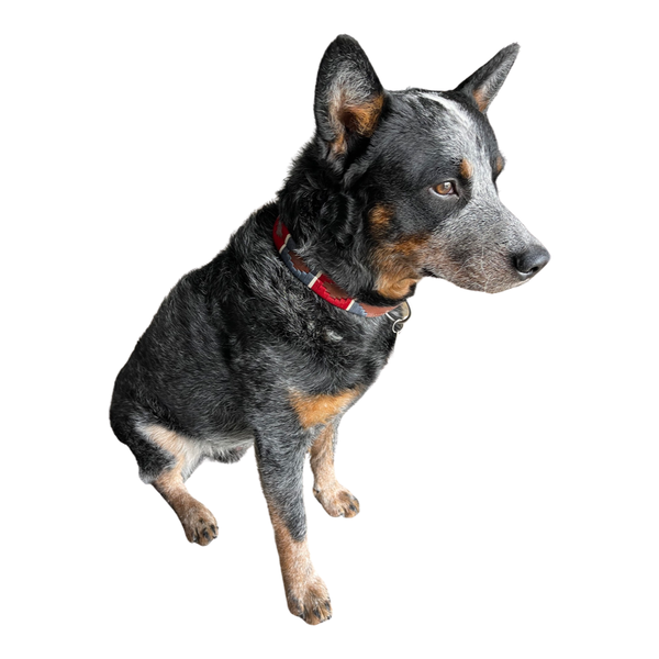 Dog Collar Malaga